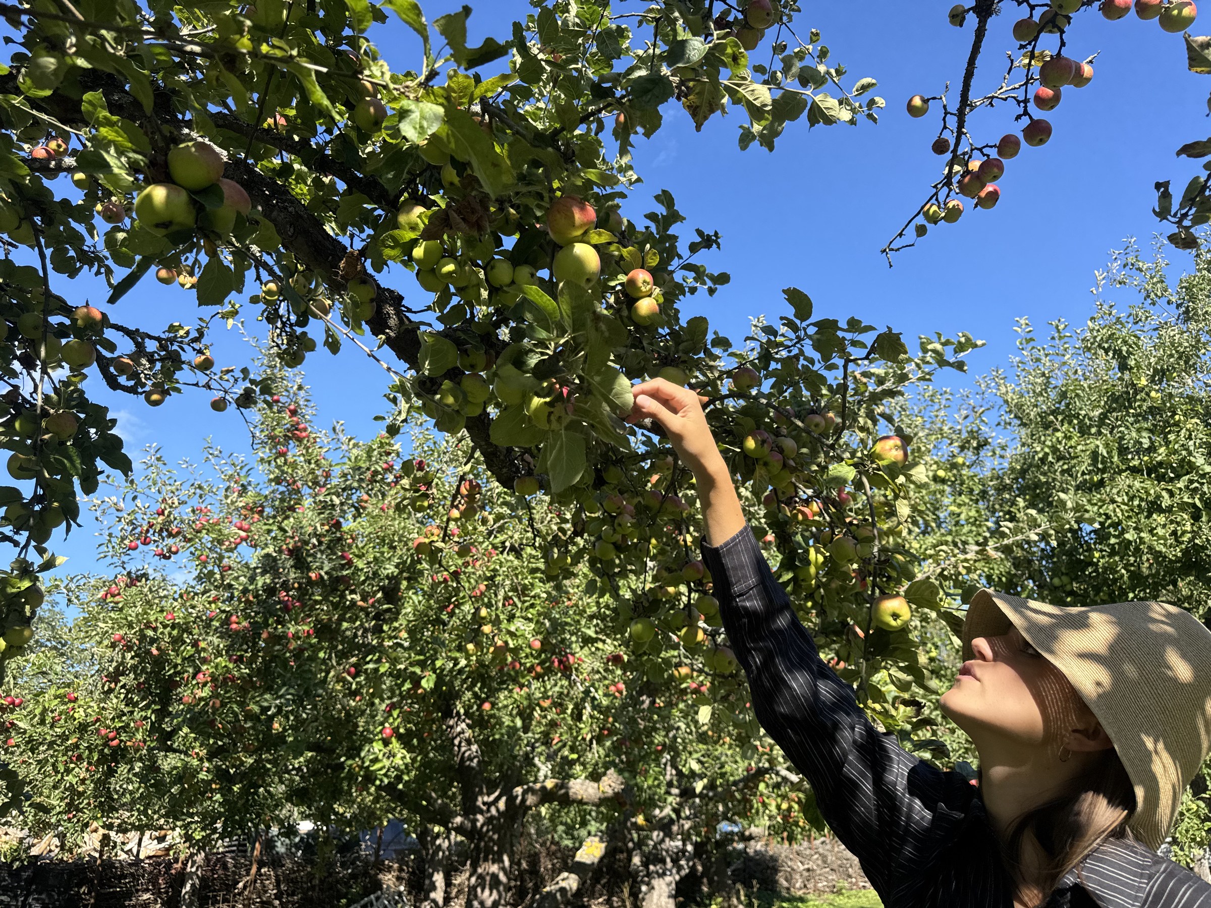 Person in a woven hat reaching up to pick apples from a tree in a sunlit orchard